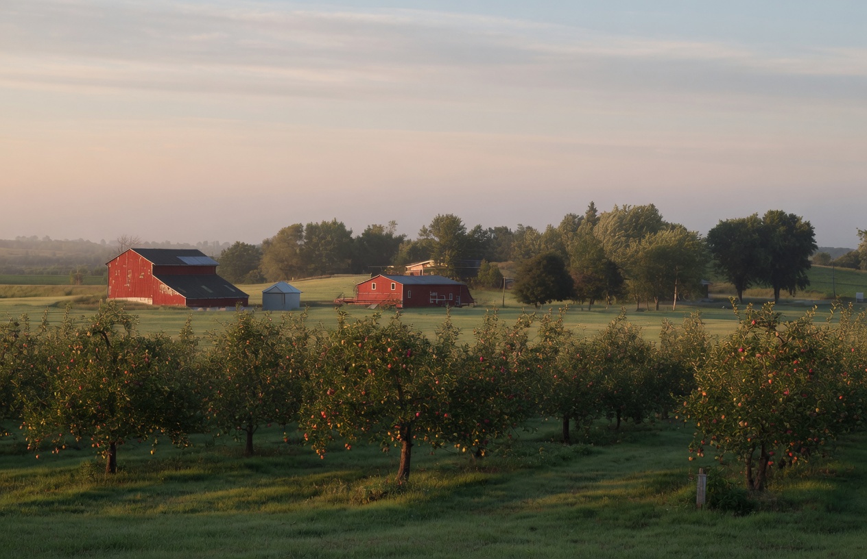 Apple orchard and barn countryside near Meaford, Ontario